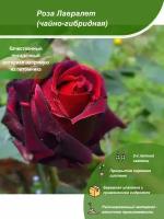 Роза Лавралет / Посадочный материал напрямую из питомника для вашего сада, огорода / Надежная и бережная упаковка