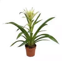 Гусмания белая - Guzmania Bolero D12 H55