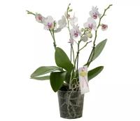 Фаленопсис 4 цветоноса - Phalaenopsis Heart Breaker D17 H60