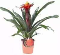 Гусмания - Guzmania D12 H50