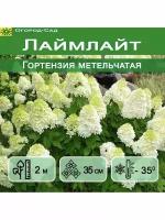 гортензия метельчатая Лаймлайт (Limelight) Р9