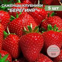 Клубника крупноплодная Берегиня, саженцы/корневище клубники 5 шт