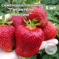 Клубника крупноплодная Гигантела Максим саженцы/корневище клубники 5 шт