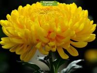 Комплект 5шт / Хризантема Мираж (Крупноцветковая/Желтая)