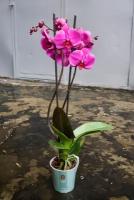 Малиновая Орхидея Фаленопсис (D-12 H-60)