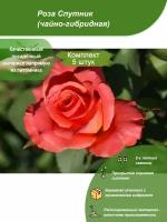 5шт / Роза Спутник(чайно-гибридная) / Посадочный материал напрямую из питомника для вашего сада, огорода / Надежная и бережная упаковка