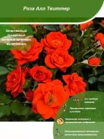 Роза Алл Твиттер / Посадочный материал напрямую из питомника для вашего сада, огорода / Надежная и бережная упаковка