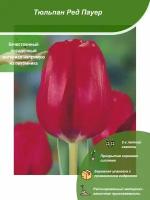 Тюльпан Ред Пауер / Посадочный материал напрямую из питомника для вашего сада, огорода / Надежная и бережная упаковка