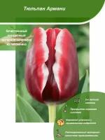 Тюльпан Армани / Посадочный материал напрямую из питомника для вашего сада, огорода / Надежная и бережная упаковка