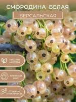 Саженцы смородины белая Версальская