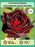 Роза чайно-гибридная саженцы Блэк Баккара