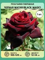 Роза чайно-гибридная, саженцы, Черная Магия