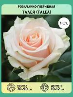 Роза чайно-гибридная саженцы Талея