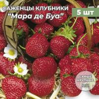 Клубника крупноплодная Мара де Буа, саженцы/корневище клубники 5 шт