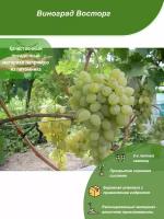 Виноград Восторг / Посадочный материал напрямую из питомника для вашего сада, огорода / Надежная и бережная упаковка