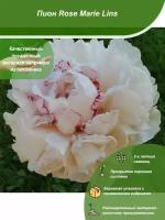 Пион Rose Marie Lins / Посадочный материал напрямую из питомника для вашего сада, огорода / Надежная и бережная упаковка