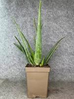 Лечебное растение Алоэ Вера (60-65 см)