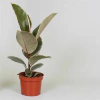 Растение Фикус эластика тинеке D12 H35 см