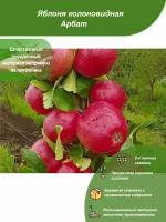 Яблоня колоновидная Арбат / Посадочный материал напрямую из питомника для вашего сада, огорода / Надежная и бережная упаковка