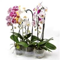 Орхидея - Фаленопсис 1 горшок (1 ствол 50 см)