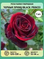 Роза чайно-гибридная саженцы Черный Принц