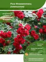 Роза Фламментанц / Посадочный материал напрямую из питомника для вашего сада, огорода / Надежная и бережная упаковка