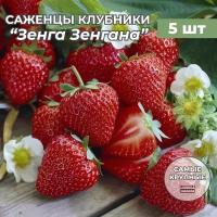 Клубника крупноплодная Зенга Зенгана, саженцы/корневище клубники 5 шт