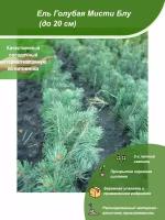 Ель Голубая Мисти Блу до 20 см / Посадочный материал напрямую из питомника для вашего сада, огорода / Надежная и бережная упаковка