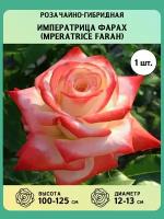 Роза чайно-гибридная саженцы Императрица Фарах