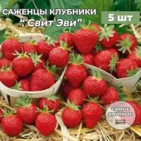 Клубника крупноплодная Свит Эви, саженцы/корневище клубники 5 шт