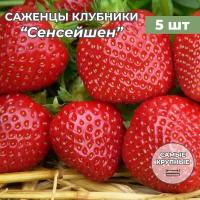 Клубника крупноплодная Сенсейшен, саженцы/корневище клубники 5 шт