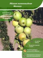 Яблоня колоновидная Малюха / Посадочный материал напрямую из питомника для вашего сада, огорода / Надежная и бережная упаковка