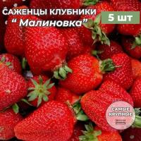 Клубника крупноплодная Малиновка, саженцы/корневище клубники 5 шт