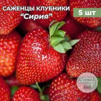 Клубника крупноплодная Сан Диас саженцы/корневище клубники 5 шт