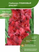 Гладиолус рубиновый браслет / Посадочный материал напрямую из питомника для вашего сада, огорода / Надежная и бережная упаковка