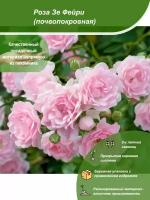 Роза Зе Фейри / Посадочный материал напрямую из питомника для вашего сада, огорода / Надежная и бережная упаковка
