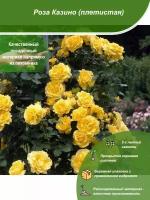 Роза Казино / Посадочный материал напрямую из питомника для вашего сада, огорода / Надежная и бережная упаковка