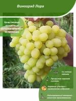 Виноград Лора / Посадочный материал напрямую из питомника для вашего сада, огорода / Надежная и бережная упаковка