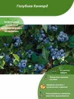 Голубика Канкорд / Посадочный материал напрямую из питомника для вашего сада, огорода / Надежная и бережная упаковка