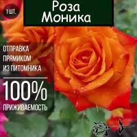 Саженец розы Моника / Чайно гибридная роза