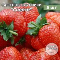 Клубника крупноплодная Сирия саженцы/корневище клубники 5 шт