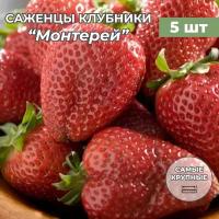 Клубника крупноплодная Монтерей саженцы/корневище клубники 5 шт