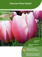 Тюльпан Ройал Прайд / Посадочный материал напрямую из питомника для вашего сада, огорода / Надежная и бережная упаковка