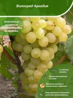 Виноград Аркадия / Посадочный материал напрямую из питомника для вашего сада, огорода / Надежная и бережная упаковка