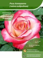 Роза Аттракта / Посадочный материал напрямую из питомника для вашего сада, огорода / Надежная и бережная упаковка