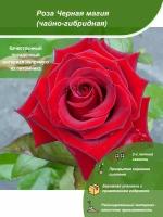 Роза Черная магия / Посадочный материал напрямую из питомника для вашего сада, огорода / Надежная и бережная упаковка