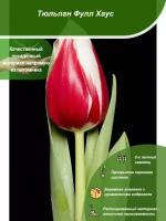 Тюльпан Фулл Хаус / Посадочный материал напрямую из питомника для вашего сада, огорода / Надежная и бережная упаковка