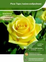Роза Тара / Посадочный материал напрямую из питомника для вашего сада, огорода / Надежная и бережная упаковка