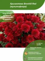 Хризантема Branhill Red / Посадочный материал напрямую из питомника для вашего сада, огорода / Надежная и бережная упаковка