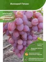 Виноград Гелиос / Посадочный материал напрямую из питомника для вашего сада, огорода / Надежная и бережная упаковка